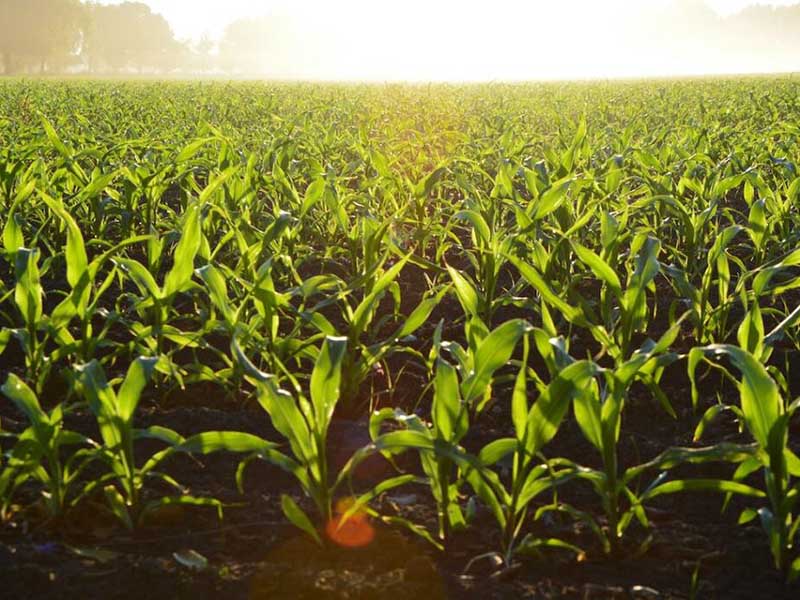 土壤氧化還原電位儀怎么用（土壤氧化還原電位儀推薦）